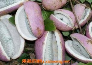 老头吃八月瓜视频,传统美食传承时光记忆