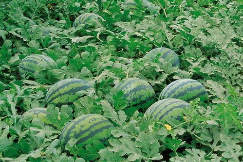 广东碧桂园吃瓜视频群,揭秘网红社区里的欢乐时光