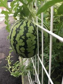 吃瓜种子怎么发芽视频,跟随视频探索吃瓜种子发芽全过程