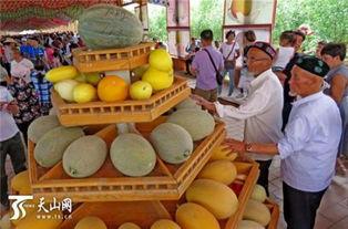 吃哈密瓜展示视频,视频带你领略瓜果飘香