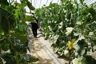 吃玻璃翠瓜的视频播放,挑战极限！揭秘吃玻璃翠瓜的惊险瞬间