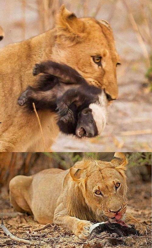 狗头沙雕视频吃瓜大猴子,大猴子吃瓜热议不断