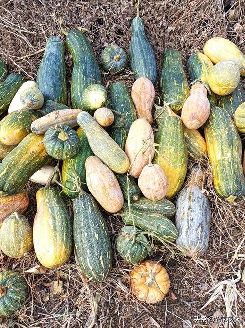 谁能提供吃瓜视频呢图片,揭秘热门吃瓜视频背后的神秘力量