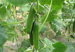 圆圆带你吃新瓜视频,圆圆带你探索新瓜美食之旅