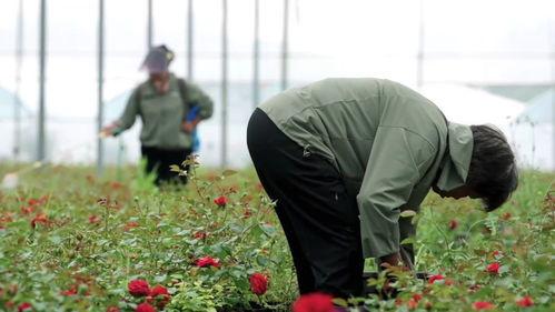 吃瓜网桃子视频,揭秘娱乐圈幕后故事，吃瓜网友热议不断