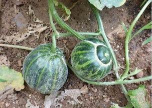 河南老太太买瓜吃瓜视频,甜蜜瞬间引网友热议