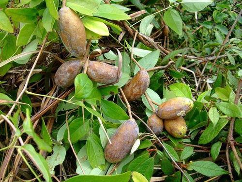 下载吃八月瓜的视频,揭秘神秘果实的魅力瞬间