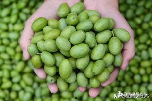 陇南武都吃瓜视频,一场别开生面的吃瓜盛宴