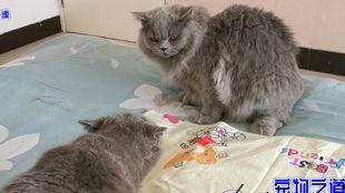 胖猫吃瓜视频,揭秘娱乐圈幕后真相